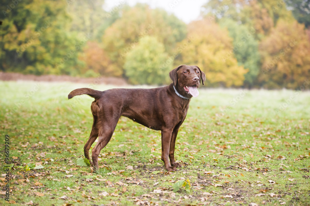 Chocolate brown labrador hunting Chocolate brown labrador hunting