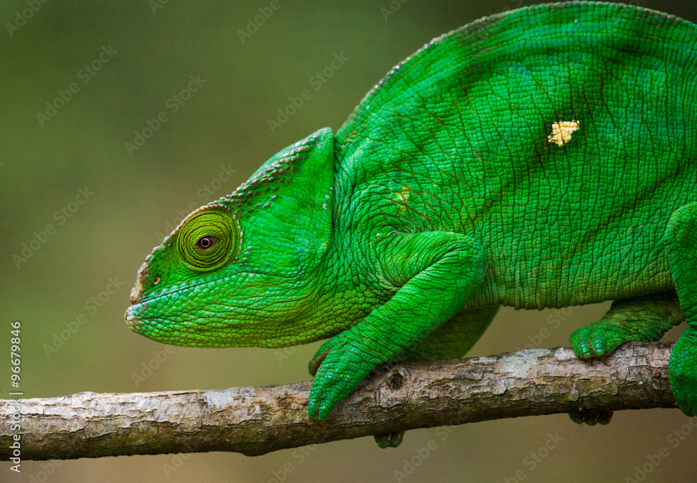 Obraz premium Chameleon sitting on a branch. Madagascar. An excellent illustration. Close-up.