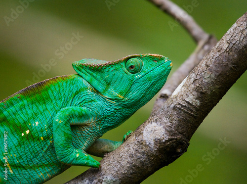 Chameleon sitting on a branch. Madagascar. An excellent illustration. Close-up. © gudkovandrey