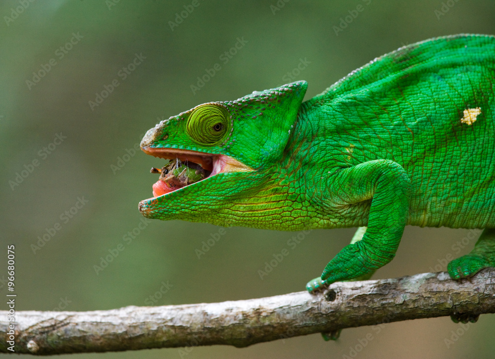 Chameleon eating insect. Close-up. Madagascar. An excellent illustration. Chameleon eating insect. Close-up. Madagascar. An excellent illustration.