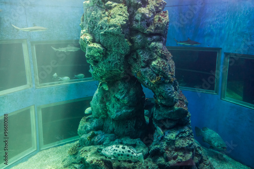 Aquarium fish tank. A tank filled with brine water for keeping live underwater animals. photo