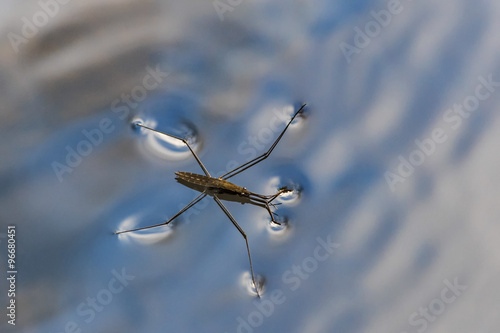 Gerris lacustris, commonly known as the common pond skater, nature