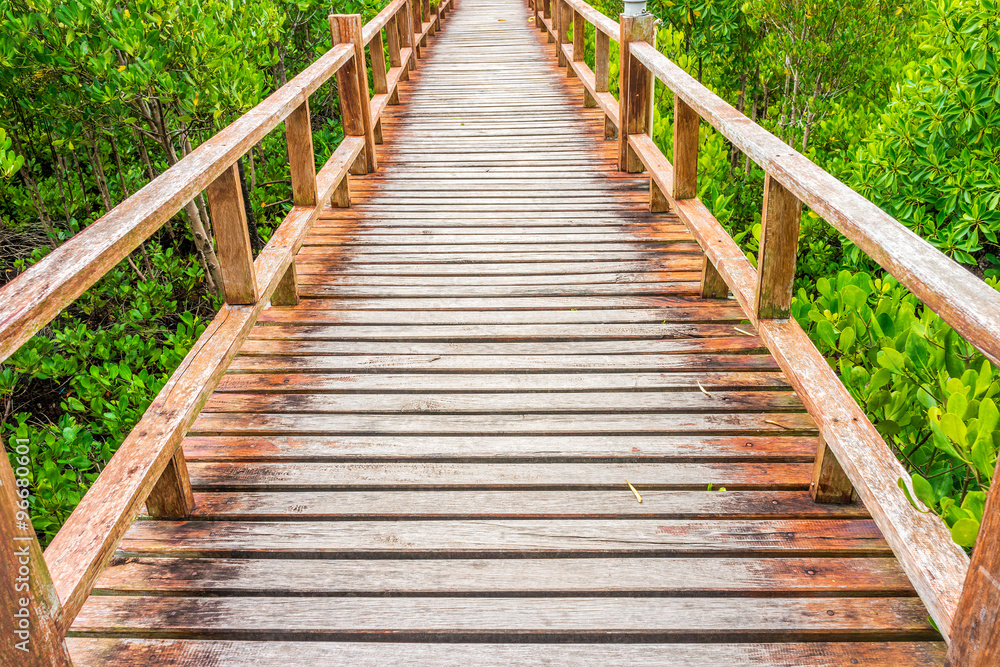 Wooden walkway in abundant mangrove forest. For nature walks to study coastal plants and animals.