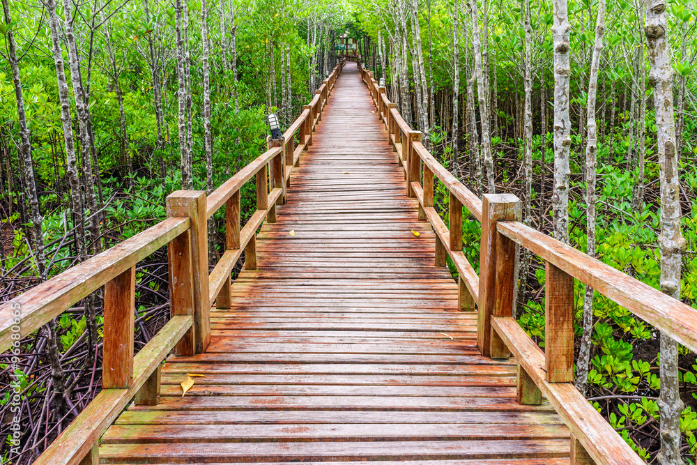 Obraz premium Wooden walkway in abundant mangrove forest of Thailand. For nature walks to study coastal plants and animals.