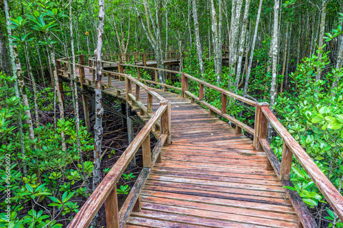 Winding wooden walkway and abundant mangrove forest in Southern Thailand. For nature walks to study coastal plants and animals.
