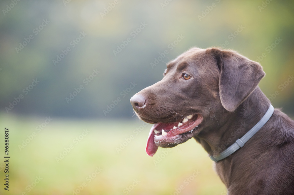 Chocolate brown labrador hunting