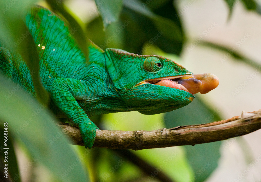 Fototapeta premium Chameleon at hunt insect. Long tongue chameleon. Madagascar. An excellent illustration. Close-up.