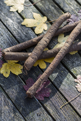 Scorzonera or black salsify. Composition on garden wooden table with autumn leaves.