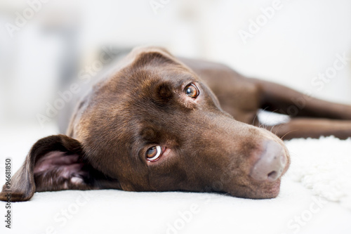 Cute Chocolate brown labrador portrait