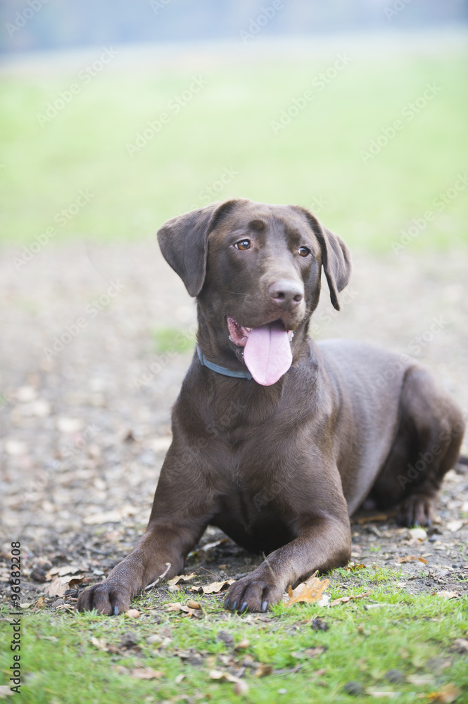 Cute Chocolate brown labrador portrait Cute Chocolate brown labrador portrait