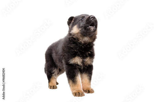 Cute German Shepherd puppy barks
