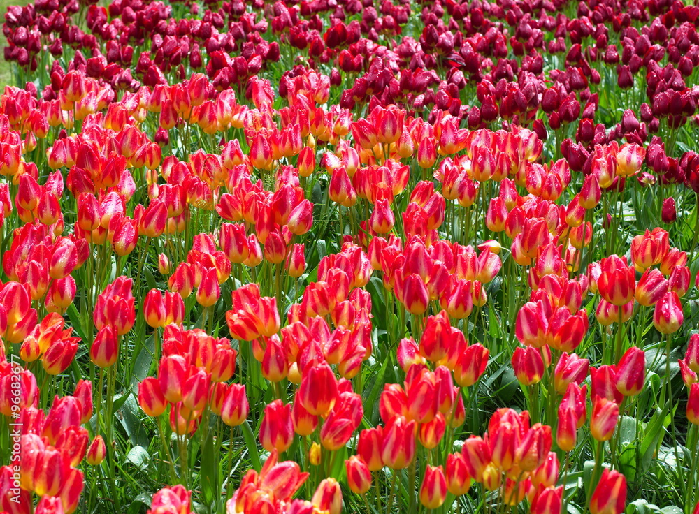 pink purple tulip flower