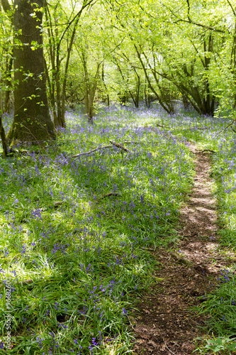 Bluebell Path photo