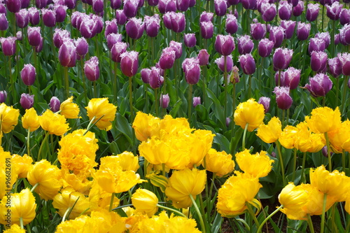 Fototapeta Naklejka Na Ścianę i Meble -  yellow purple tulip flower