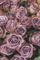 Roses, tightly furled flowers with soft dusky pink coloured petals, packed together. 