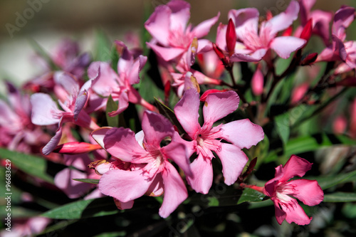 Nerium oleander bush and flowers in Greece