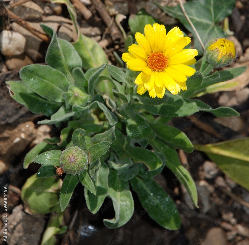 English Marigold English Marigold