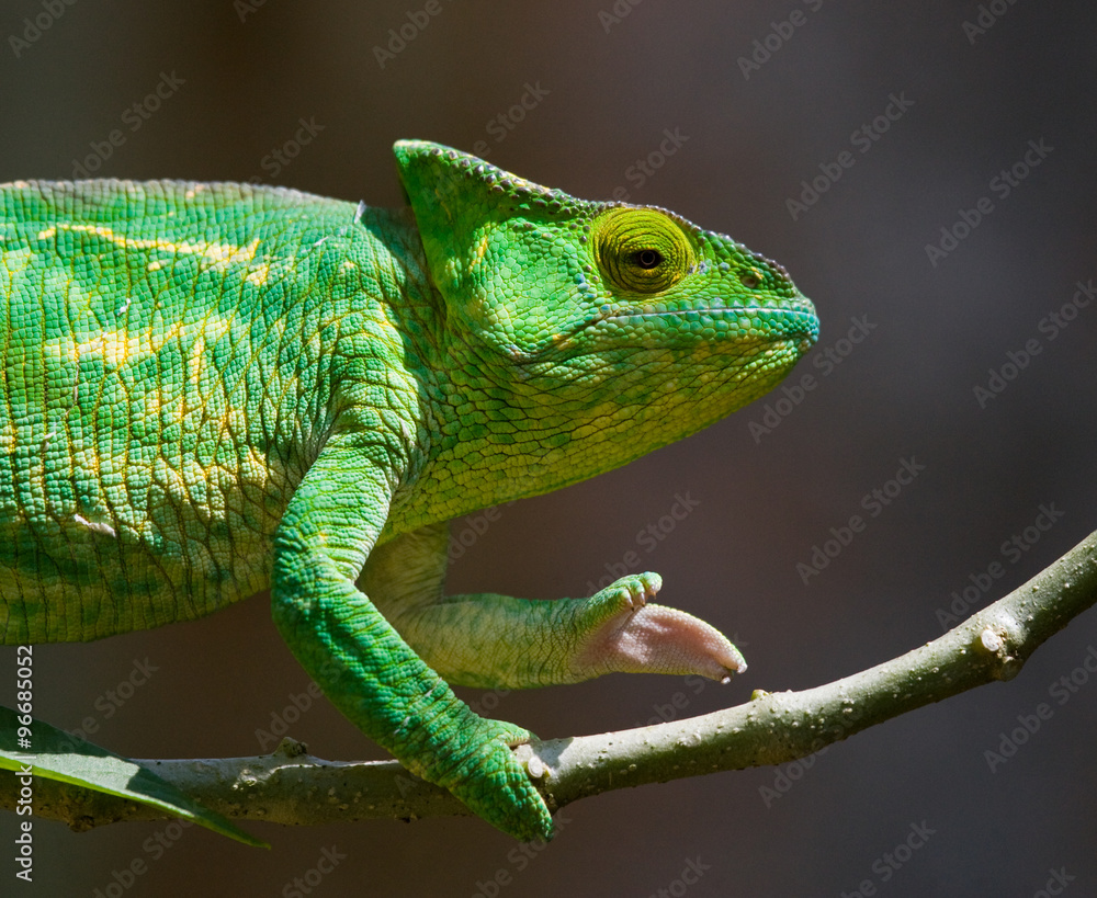 Obraz premium Chameleon sitting on a branch. Madagascar. An excellent illustration. Close-up.