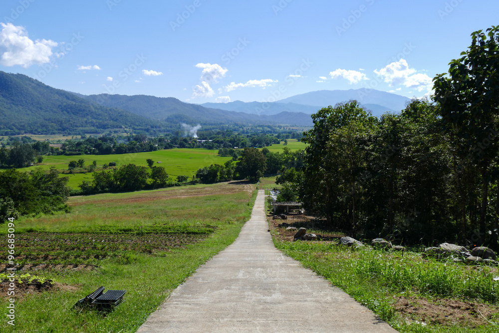 vegetable plot with mountain and paddy view