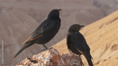 Tristram Starlings in Masada, Israel. photo