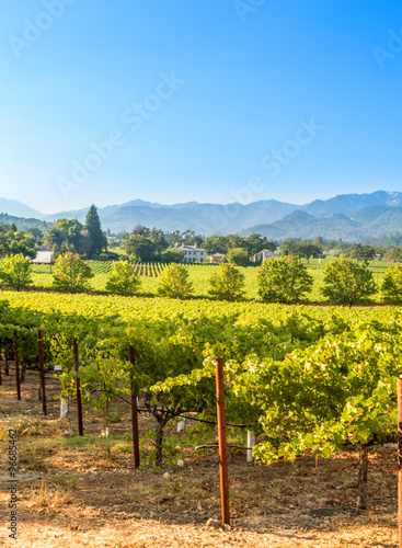 Napa Valley in the summer