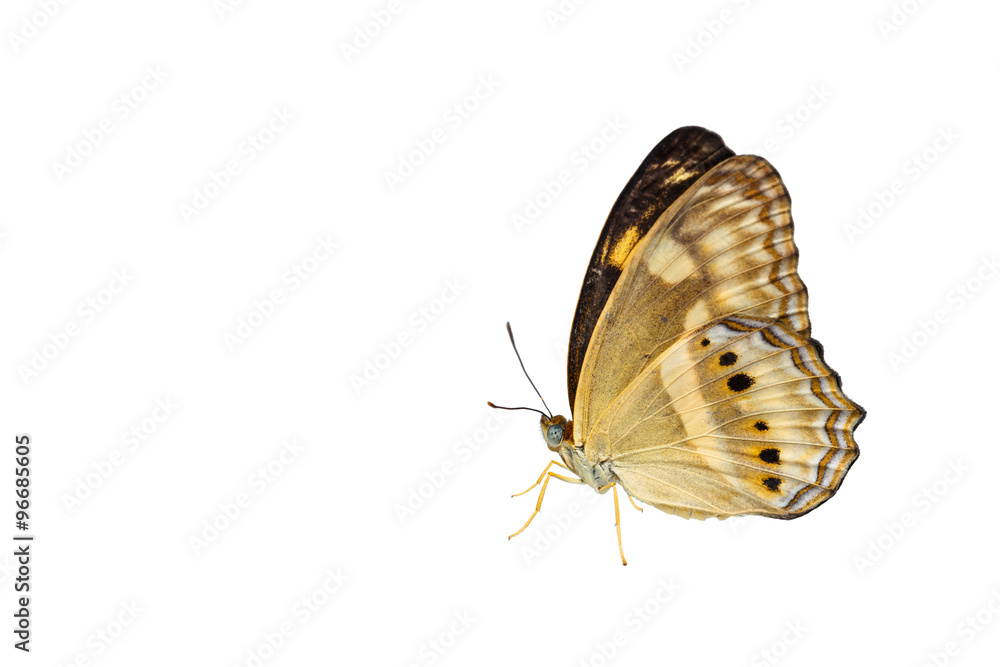 Naklejka premium Isolated little banded yeoman butterfly on white