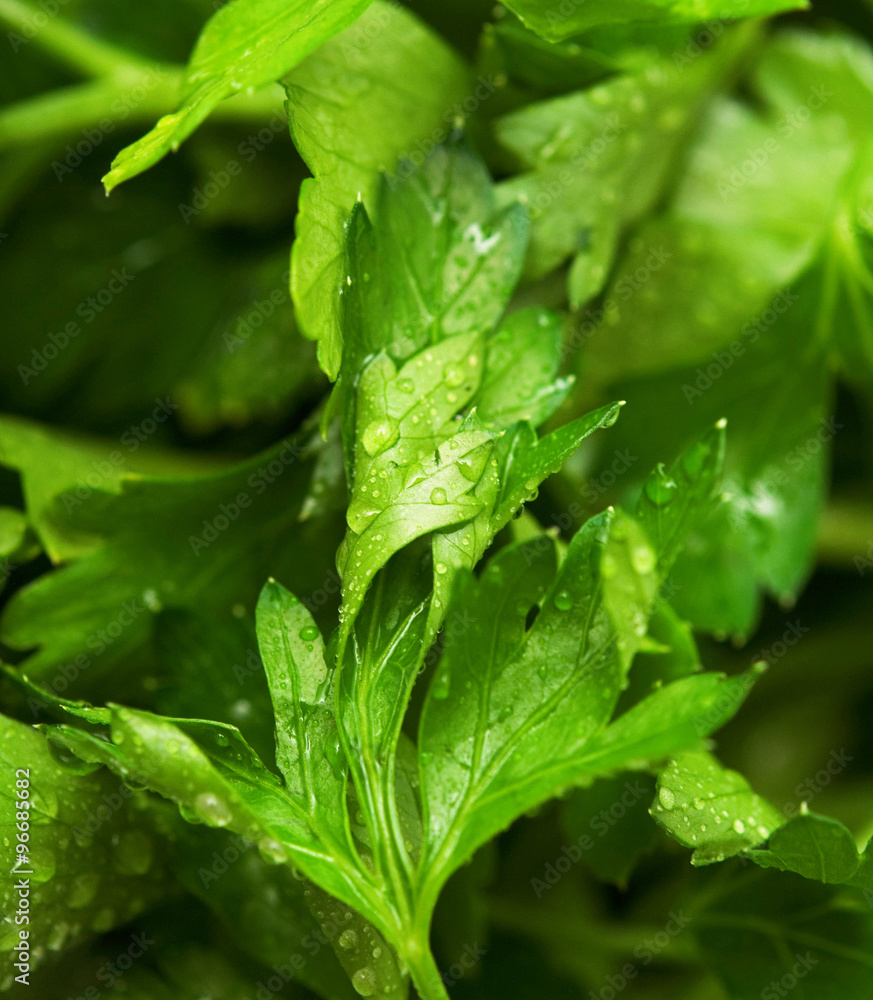 parsley parsley