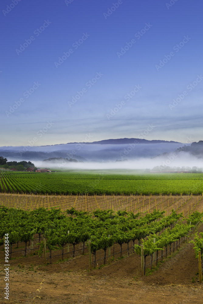 Morning in Napa Valley Morning in Napa Valley