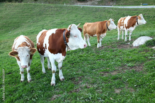 Cows eating grass at fields