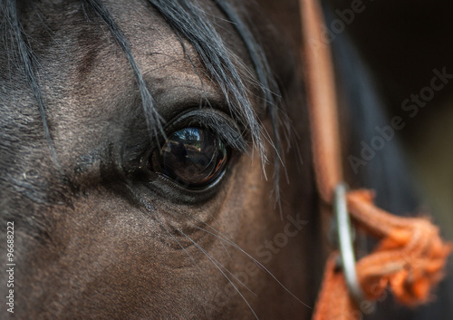 Detail of  horse head with dark fur and eye #96688222