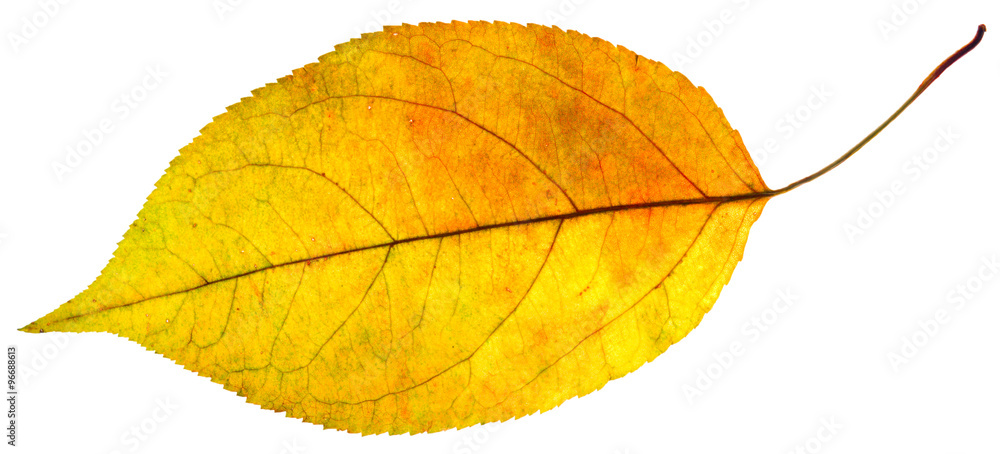 leaf leaf