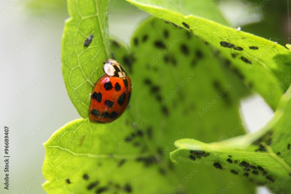 Fototapeta premium Marienkäfer am Blattläuse suchen