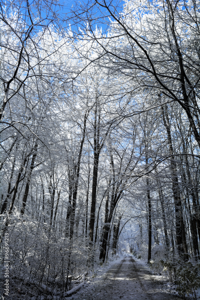 Snowy Winter Scene Snowy Winter Scene