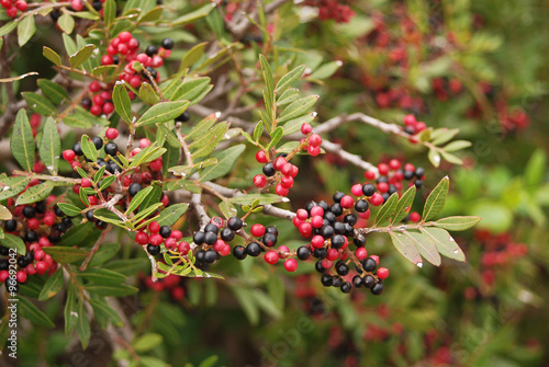 cespuglio di lentisco (Pistacia lentiscus) con bacche