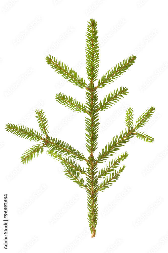 Fir branch Fir branch