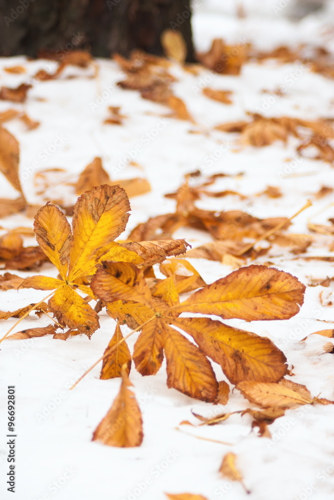 Fallen foliage on the snowy ground Fallen foliage on the snowy ground