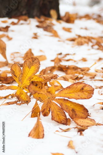 Fallen foliage on the snowy ground