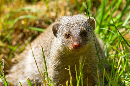 Tableau sur toile Dwarf mongoose on a sunny day in the park