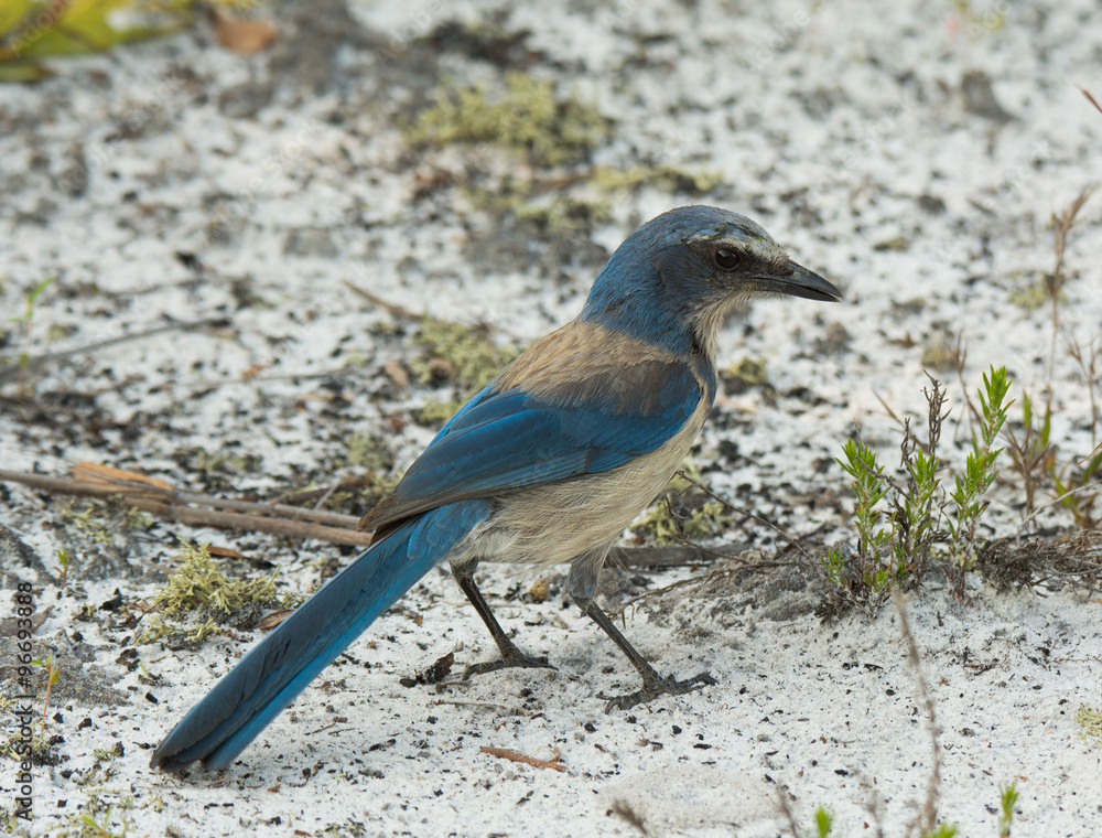 Florida Scrub Jay