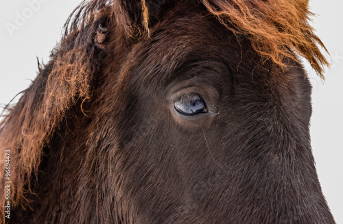 Pony Augen Portrait 