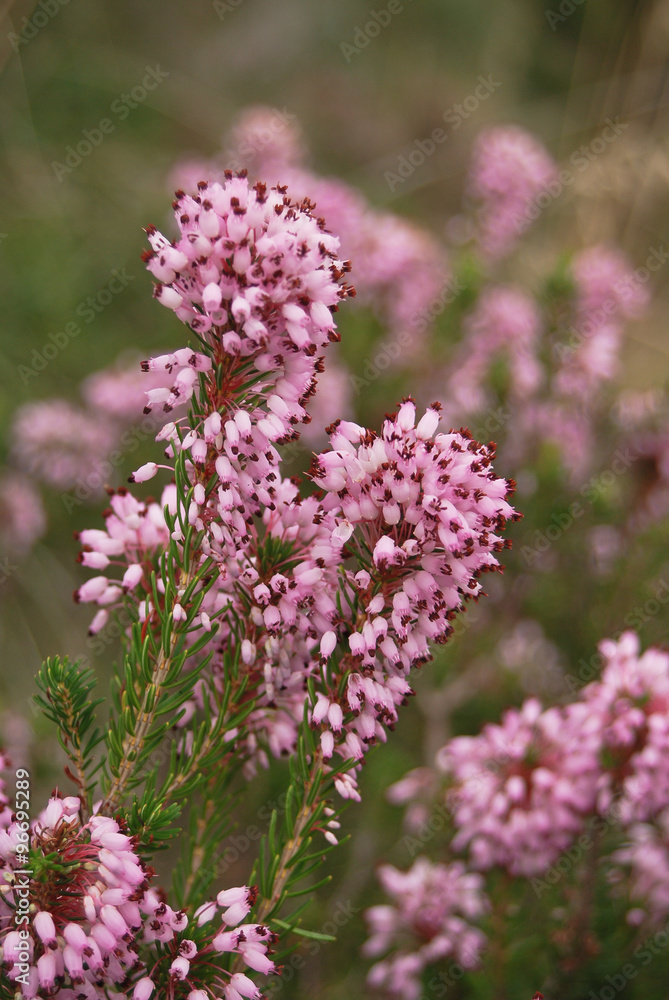 cespuglio di Erica multiflora in fioritura