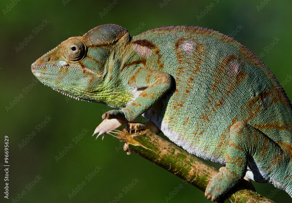 Obraz premium Chameleon sitting on a branch. Madagascar. An excellent illustration. Close-up.