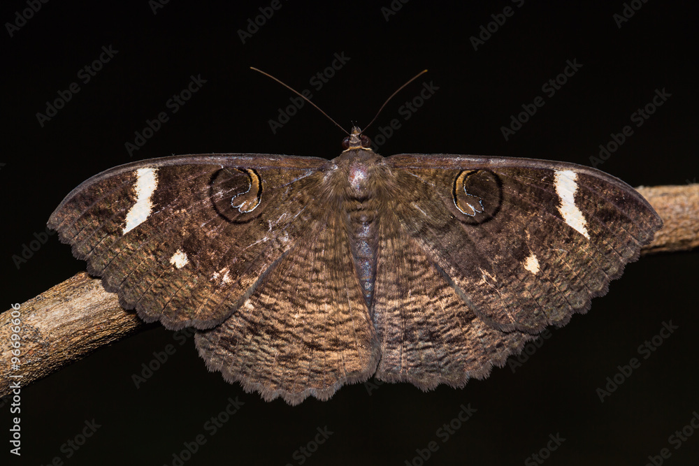 Naklejka premium Erebus hieroglyphica moth