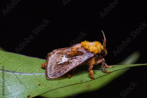 Miresa moth on green leaf photo