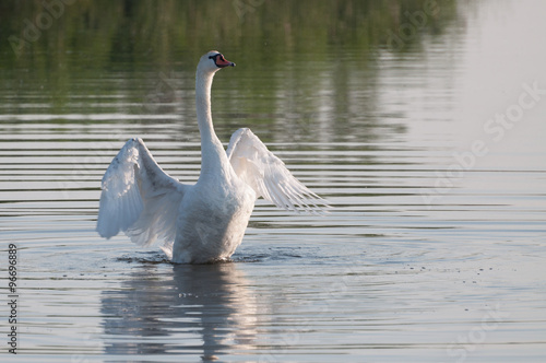 graceful white swan enjoying water