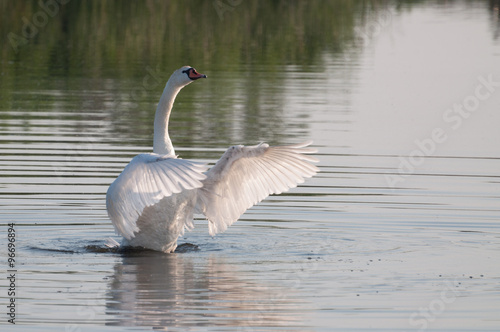 bandmaster elegant swan enjoying water
