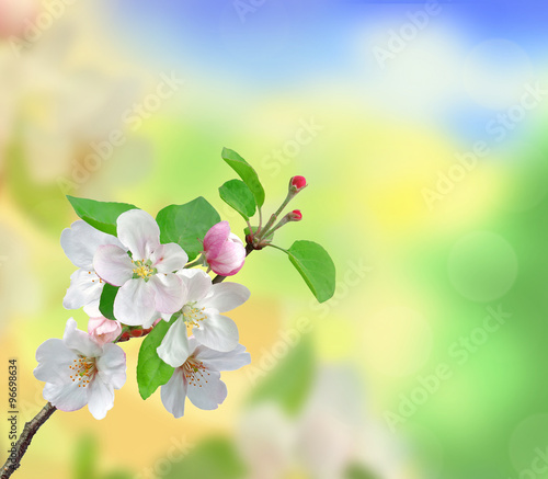 Closeup of Apple blossoms over nature background