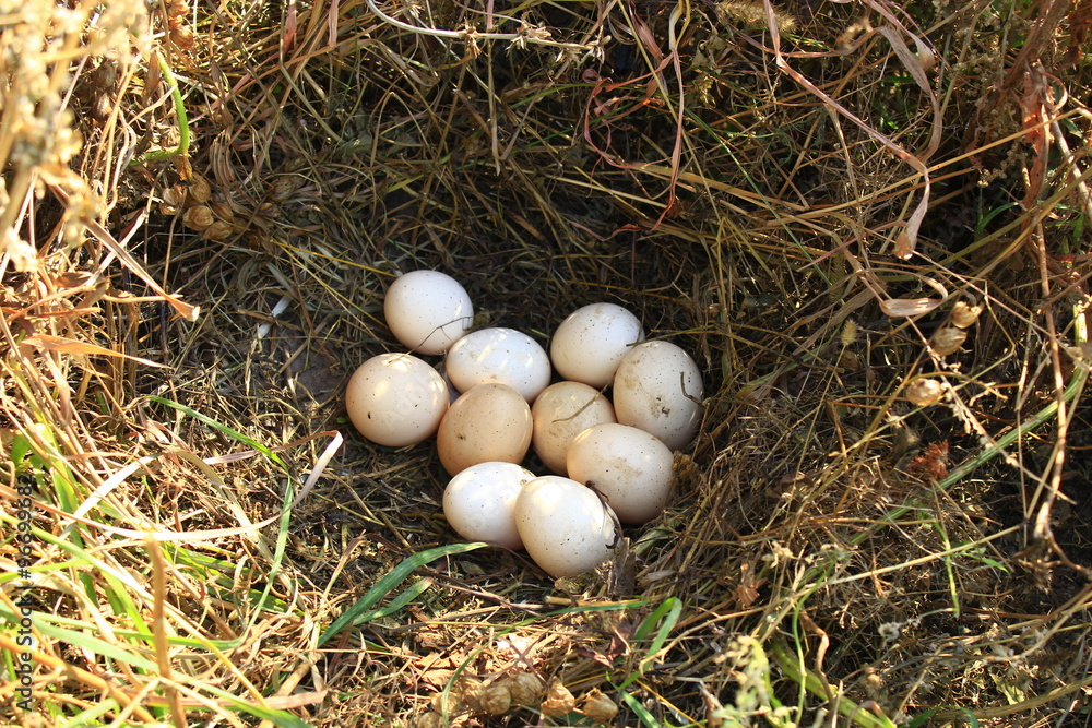 Nest of the hen with ten eggs Nest of the hen with ten eggs