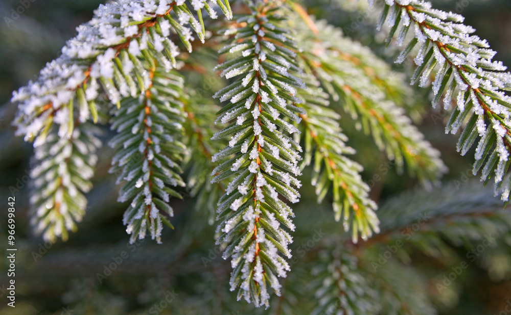 Fir branches covered with frost. Fir branches covered with frost.