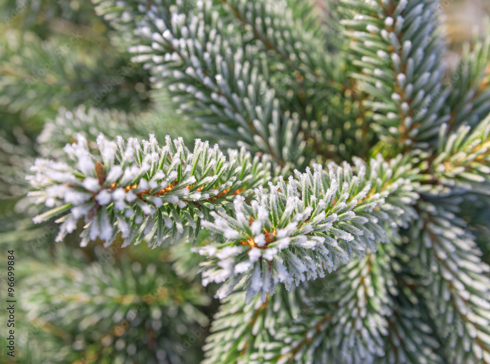 Fir branches covered with frost. Fir branches covered with frost.